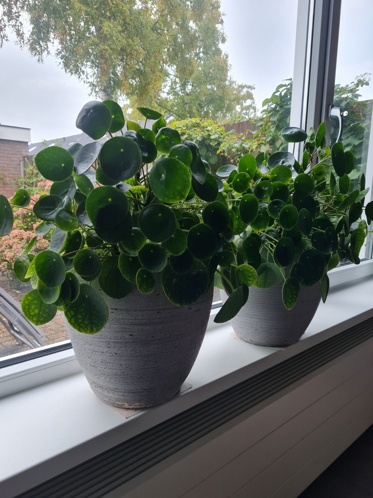 Twee grote pannekoekenplanten in potten, Huis en Inrichting, Ophalen