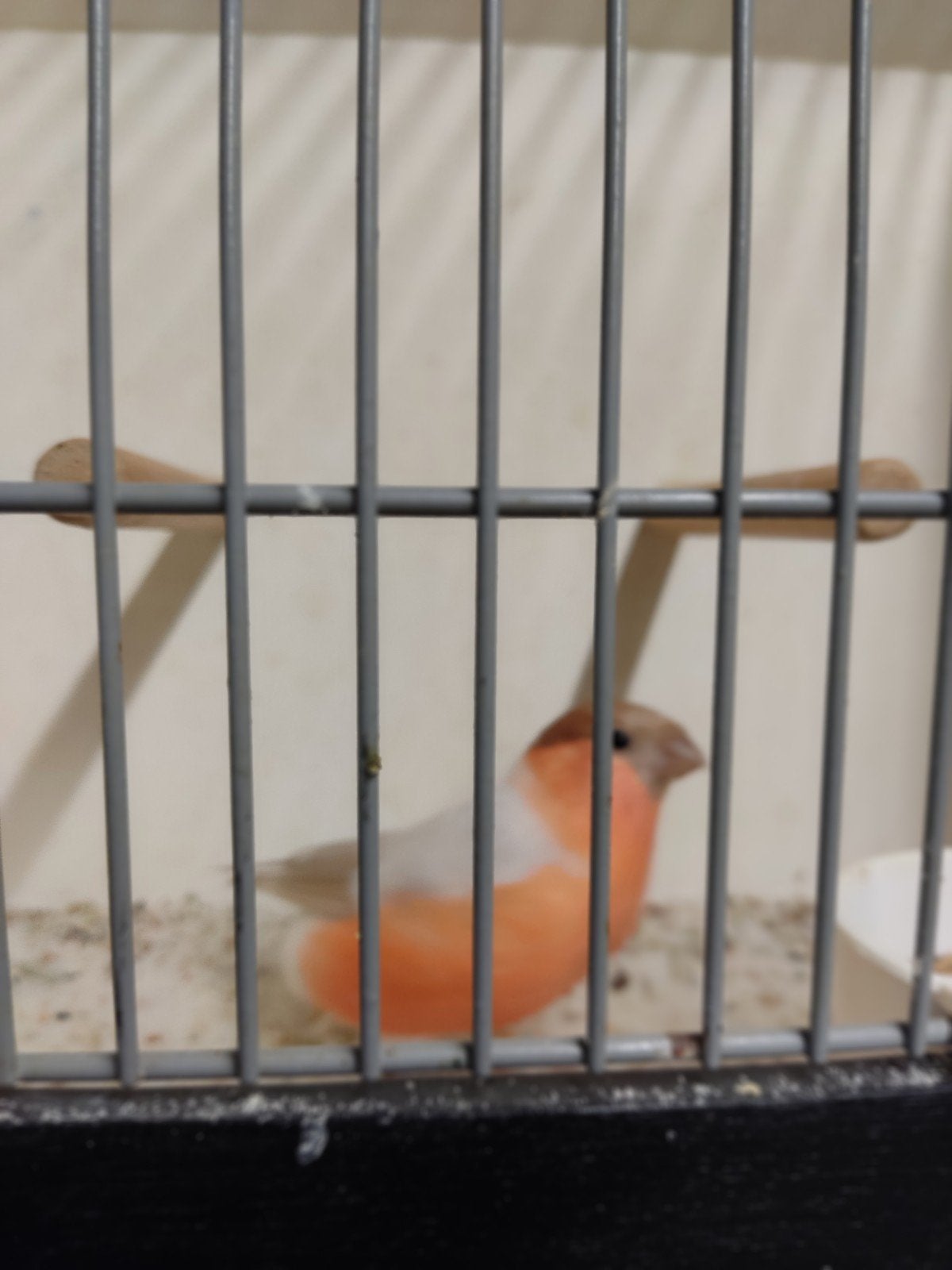 Goudvinken, Dieren en Toebehoren, Vogels | Overige Vogels, Mannelijk