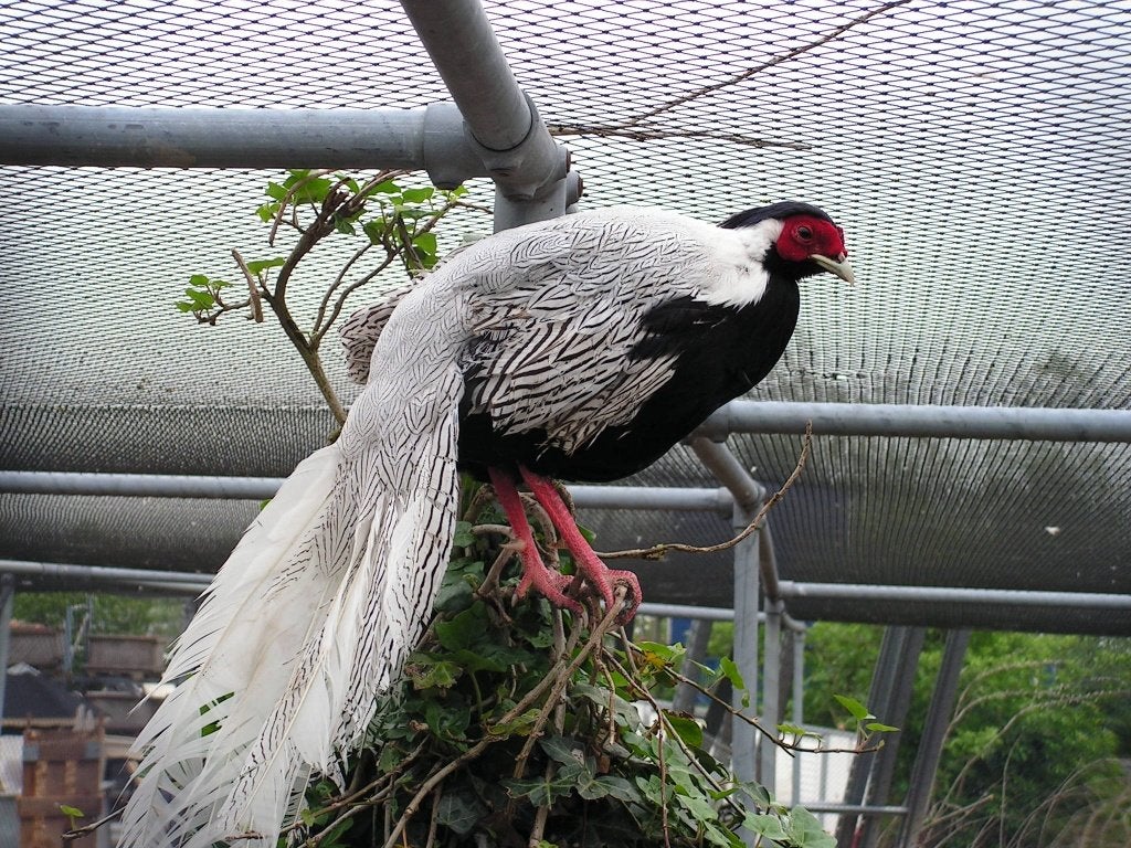 Zilverfazant | Prachtige dieren | Deskundig advies, Dieren en Toebehoren, Meerdere dieren, Overige soorten