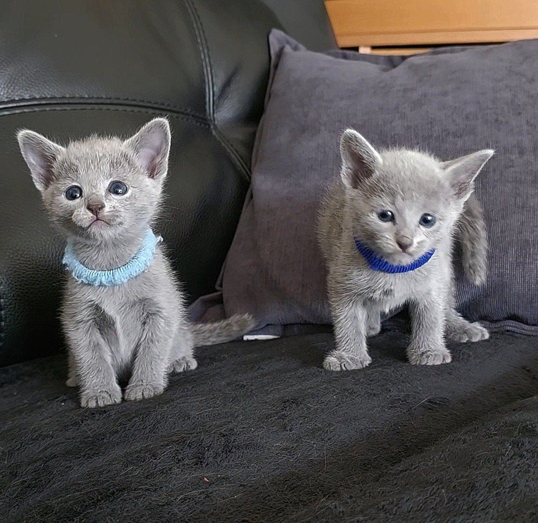 Blauwe Rus Kittens met Stammbom, Meerdere dieren, Met stamboom