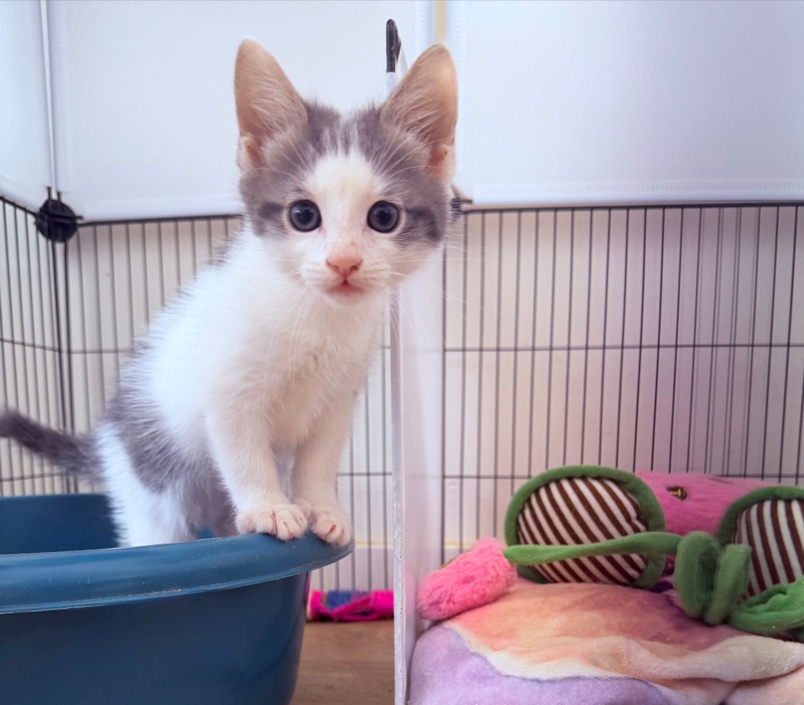 Foto 5 van Kittens mogen het nestje verlaten.