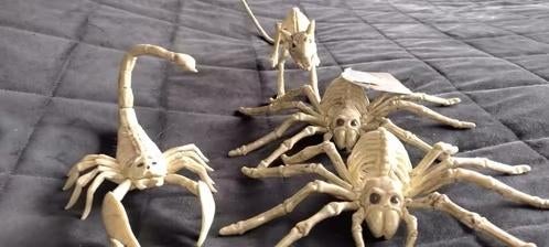 Dieren Verzameling, Ophalen of Verzenden, Nieuw, Reptiel of Amfibie, Overige typen