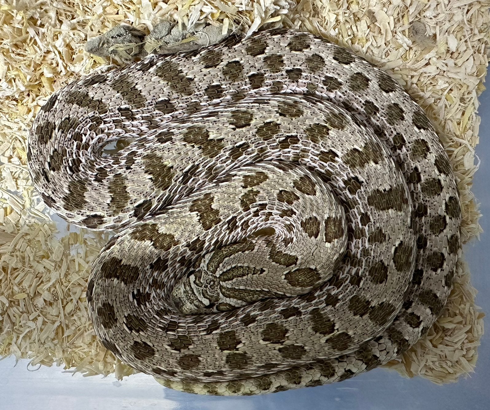 Haakneus / Heterodon nasicus / Sunburst, Dieren en Toebehoren, Slang, 0 tot 2 jaar