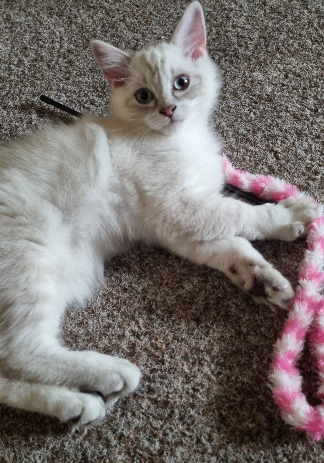 Ragdoll kitten mag verhuizen laatste kater, Dieren en Toebehoren, Meerdere dieren, Langharig, 0 tot 2 jaar