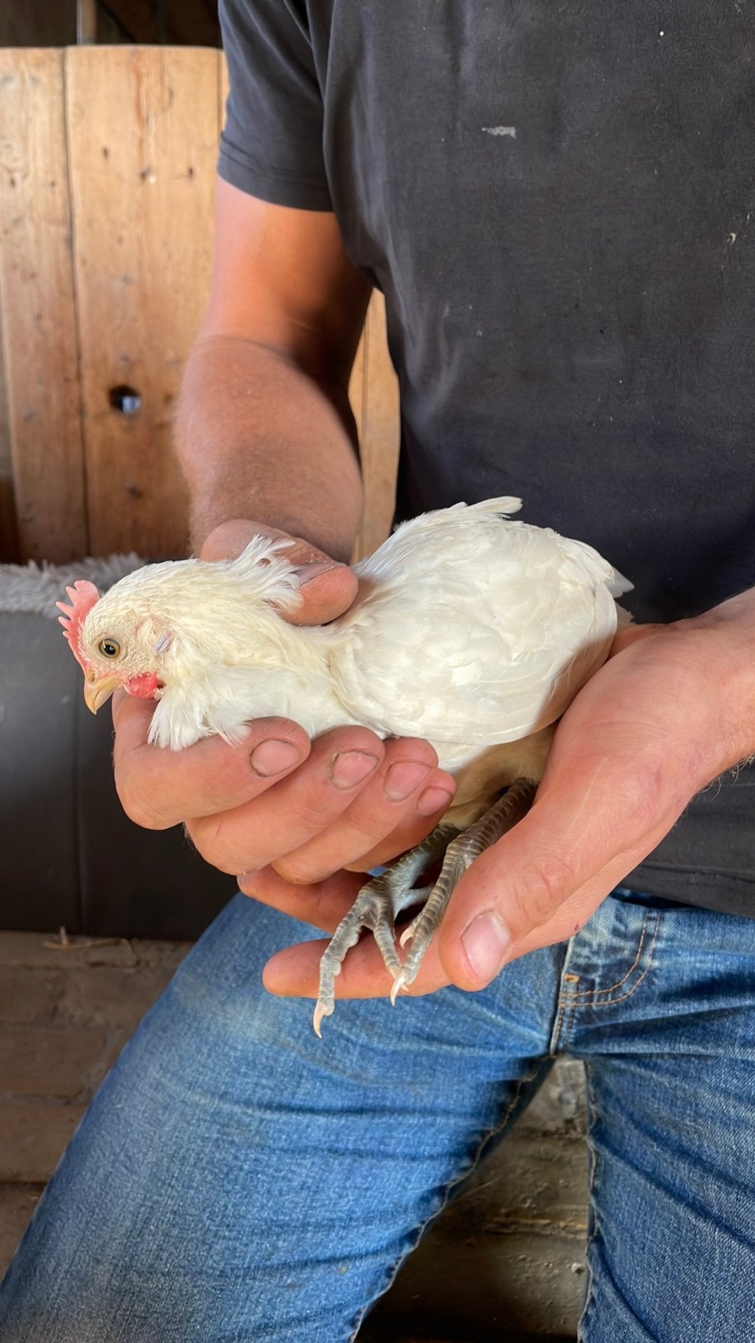 Friese hoenders, Dieren en Toebehoren, Mannelijk, Kip