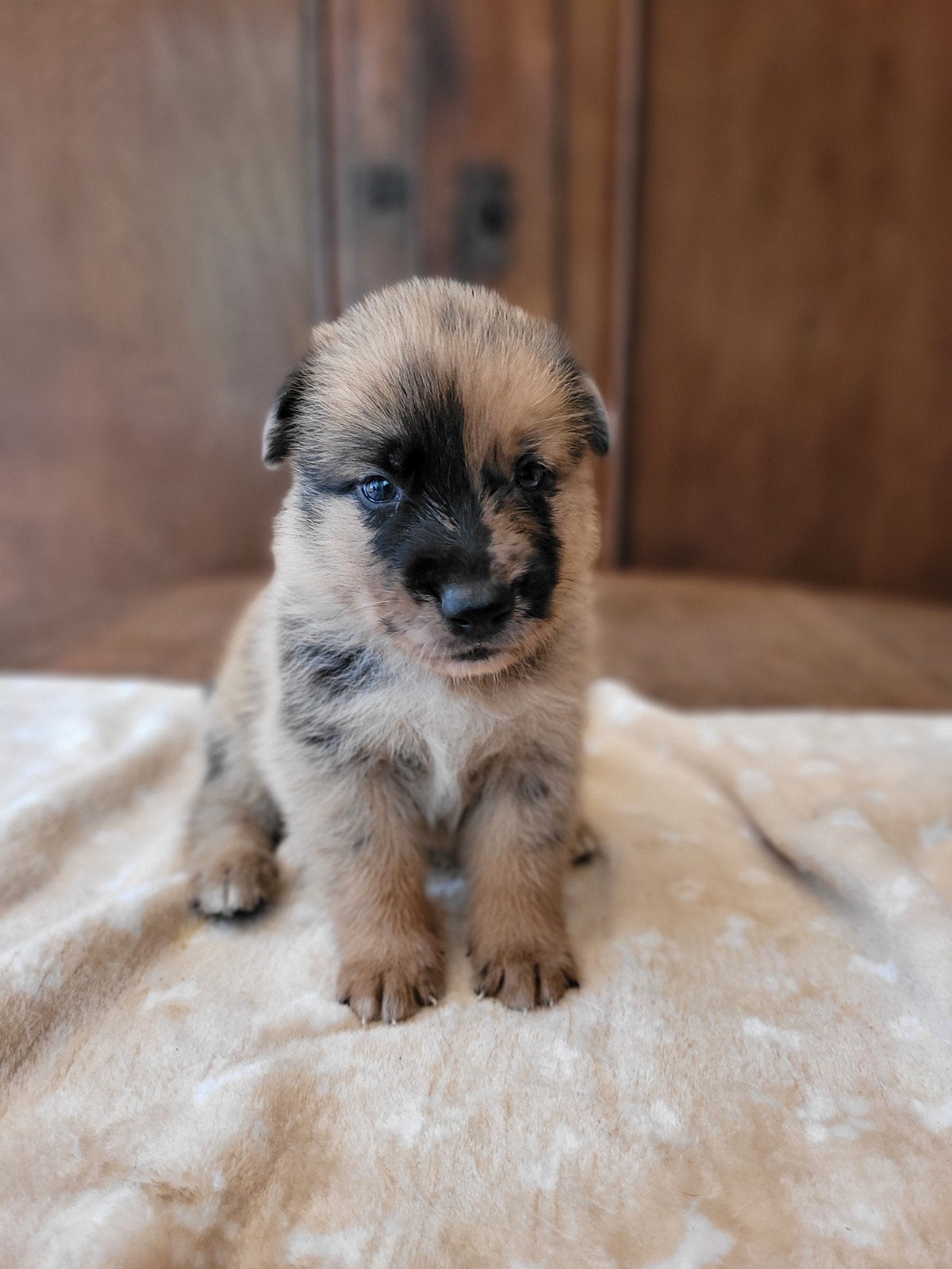Mix Kruising Mechelse Herder X Australian Shepherd  Puppy's, Parvo, 8 tot 15 weken, Meerdere, Meerdere dieren