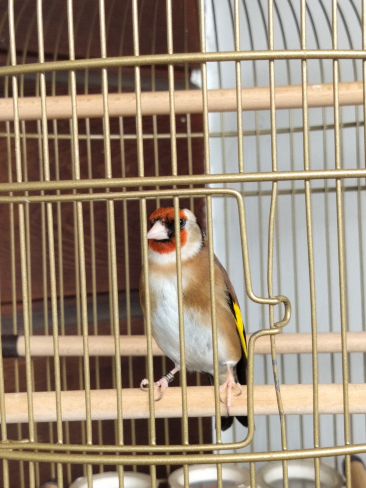 Bloemputter, Dieren en Toebehoren, Mannelijk, Geringd
