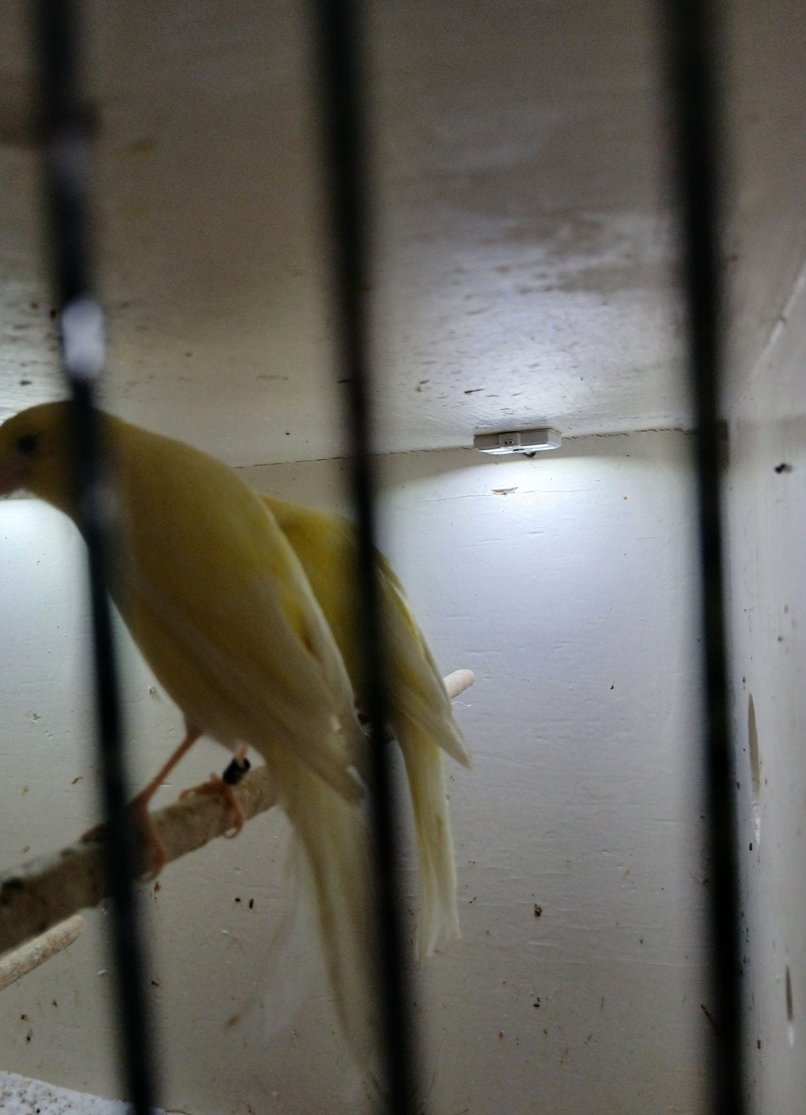 Twee scotch fancy kanarie poppen, Dieren en Toebehoren, Vrouwelijk, Geringd