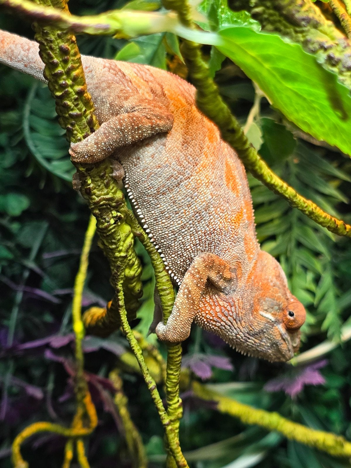 Prachtige Nosy Be panterkameleons (Furcifer pardalis) Chameleon - female for sale from LOST TREASURES