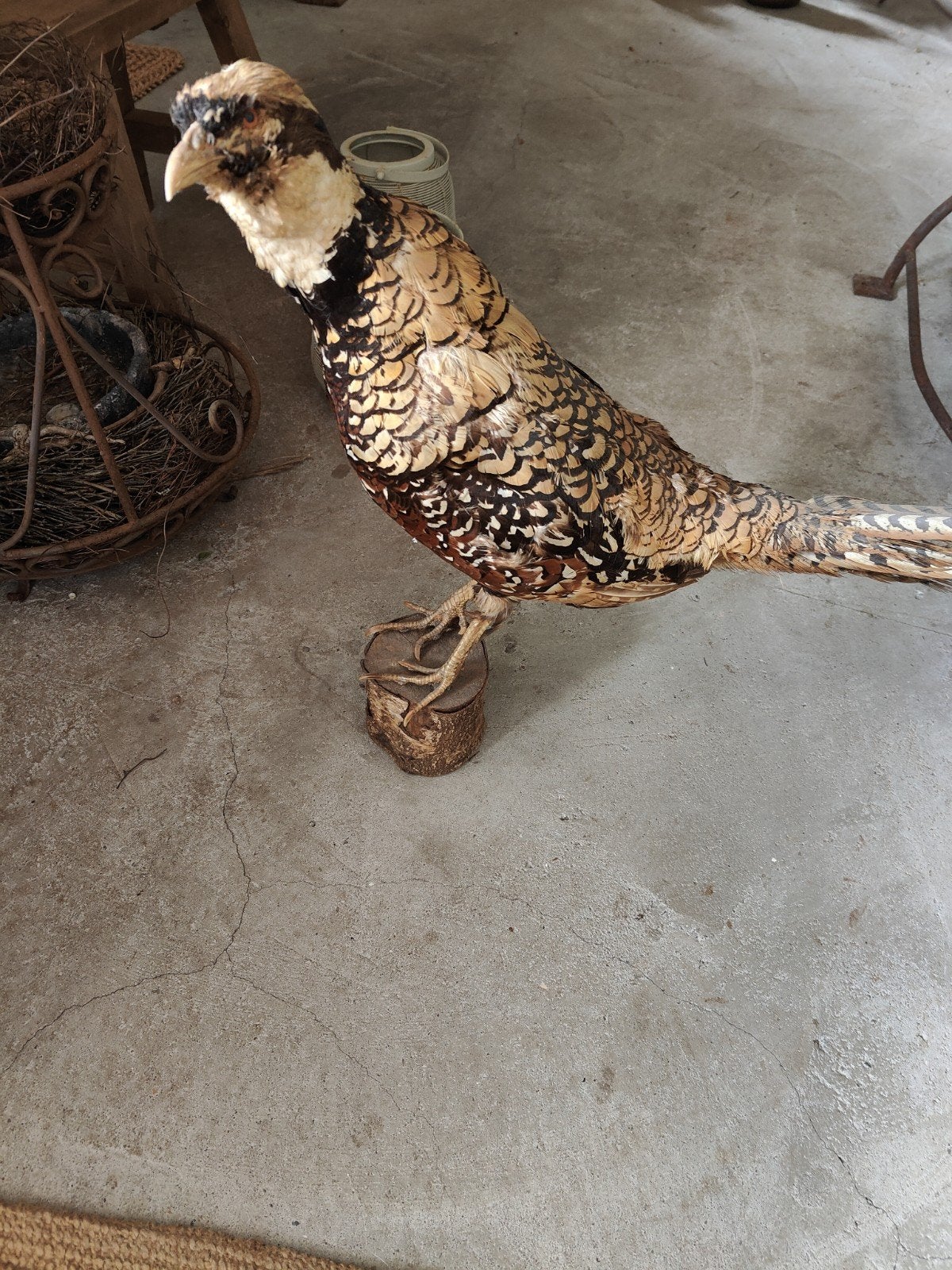 Opgezette fazant, Ophalen of Verzenden, Gebruikt, Vogel, Opgezet dier