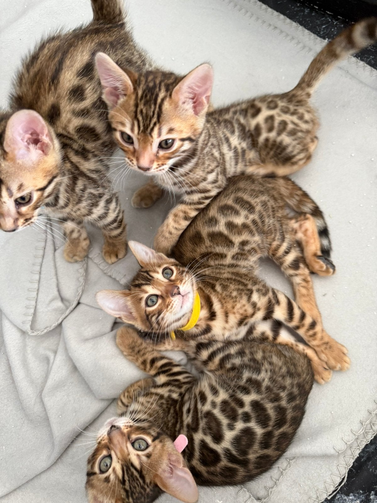 Prachtige Bengaal kittens beschikbaar, Dieren en Toebehoren, Katten en Kittens | Raskatten | Korthaar, Meerdere dieren, Ontwormd