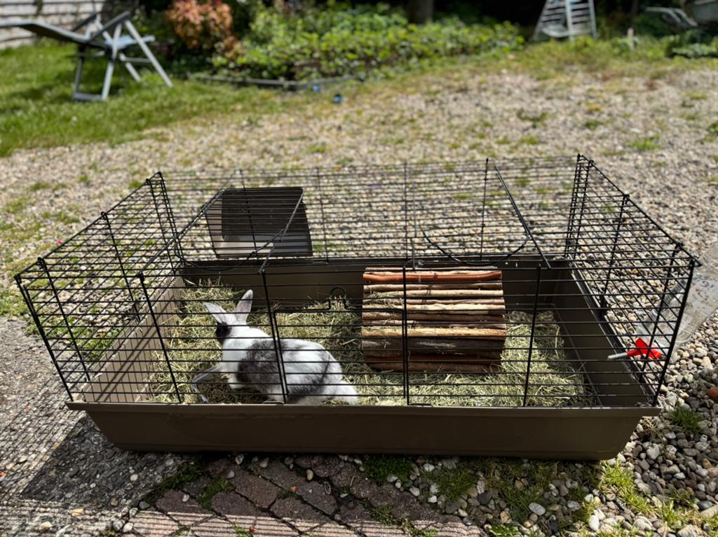 Konijn, Minder dan 60 cm, Kooi, Minder dan 75 cm, Ophalen of Verzenden