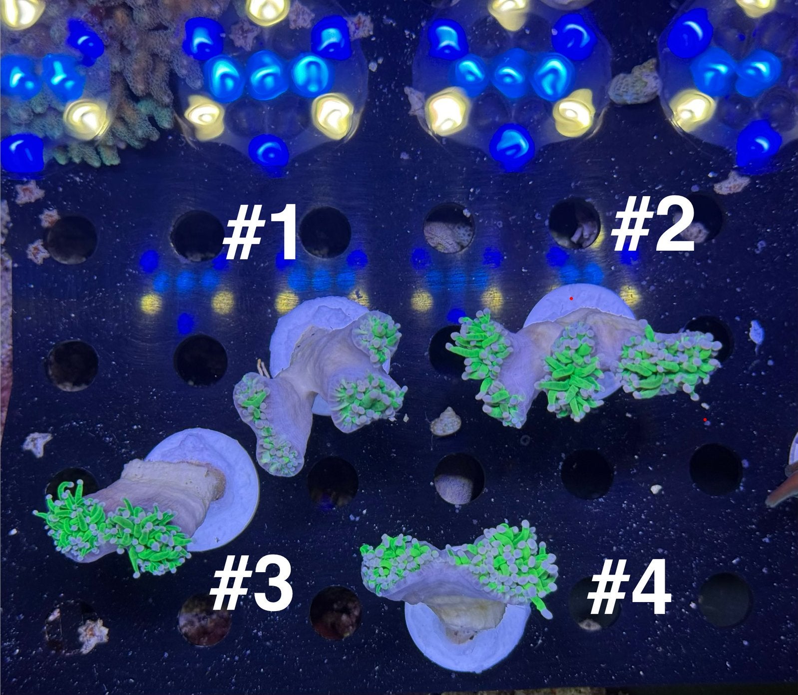 Euphyllia glabrescens (green torch) LPS koraal, Ophalen, Zo goed als nieuw, Zilver