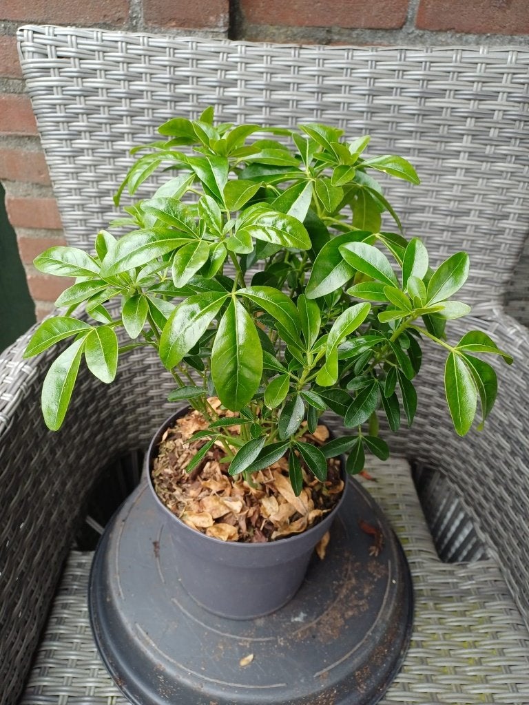Choisya Ternata, Ophalen, Vaste plant, Overige soorten, Volle zon