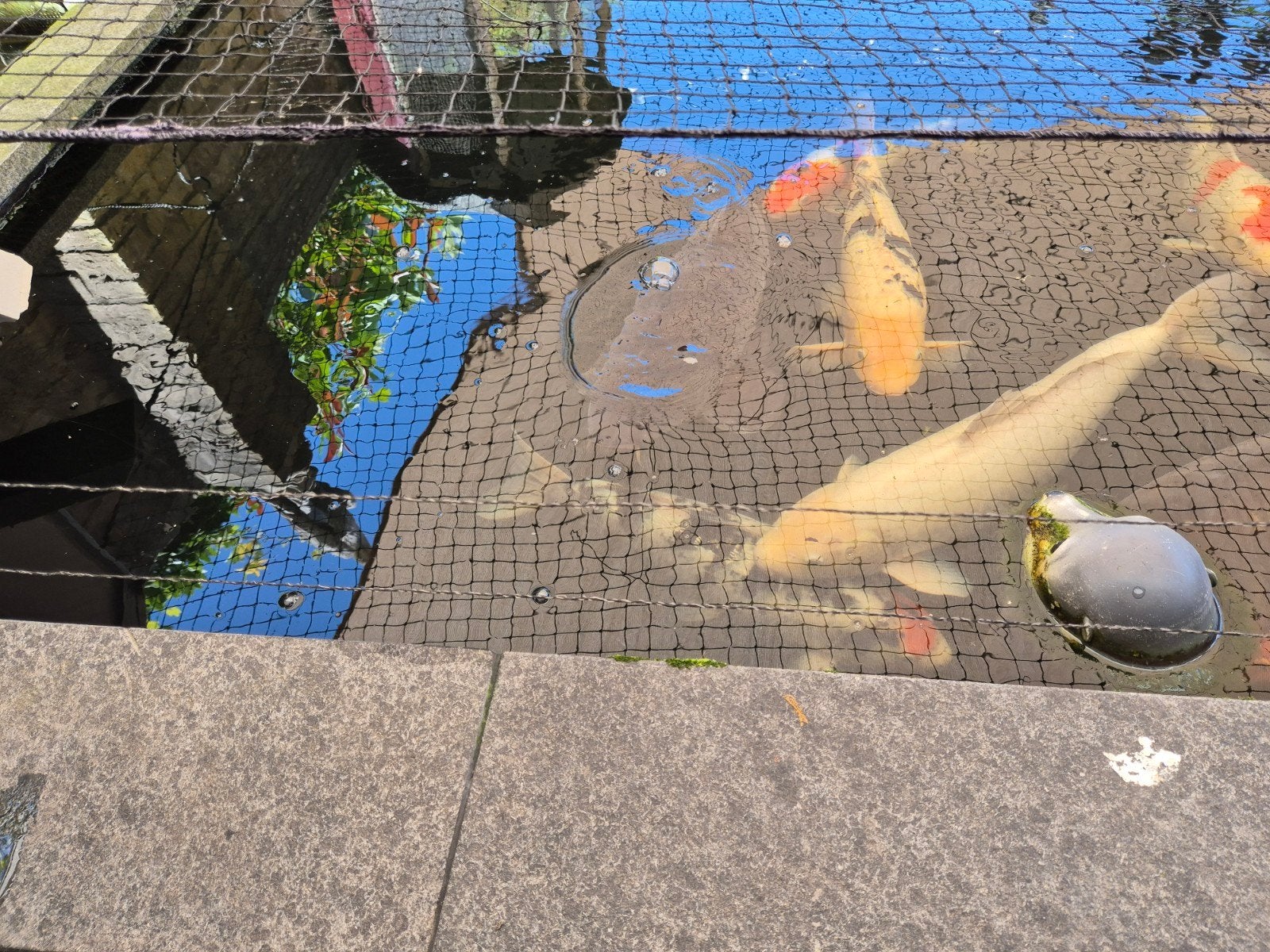 Koi karpers plus pompen, Karper of Koi