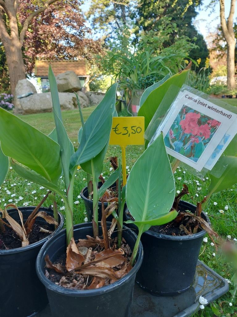 Canna, Tuin en Terras, Planten | Tuinplanten, Ophalen of Verzenden, Overige soorten, Volle zon
