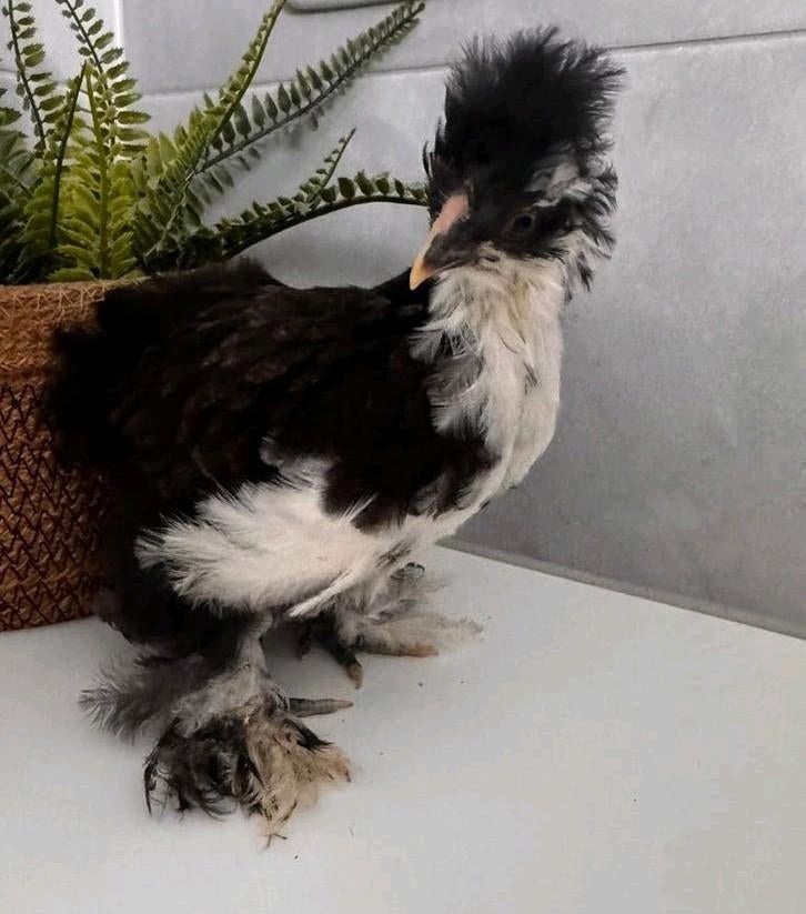 Heel mooi USA Zijdehoen kuiken gladveer mottled haan, Dieren en Toebehoren, Pluimvee, Mannelijk, Kip