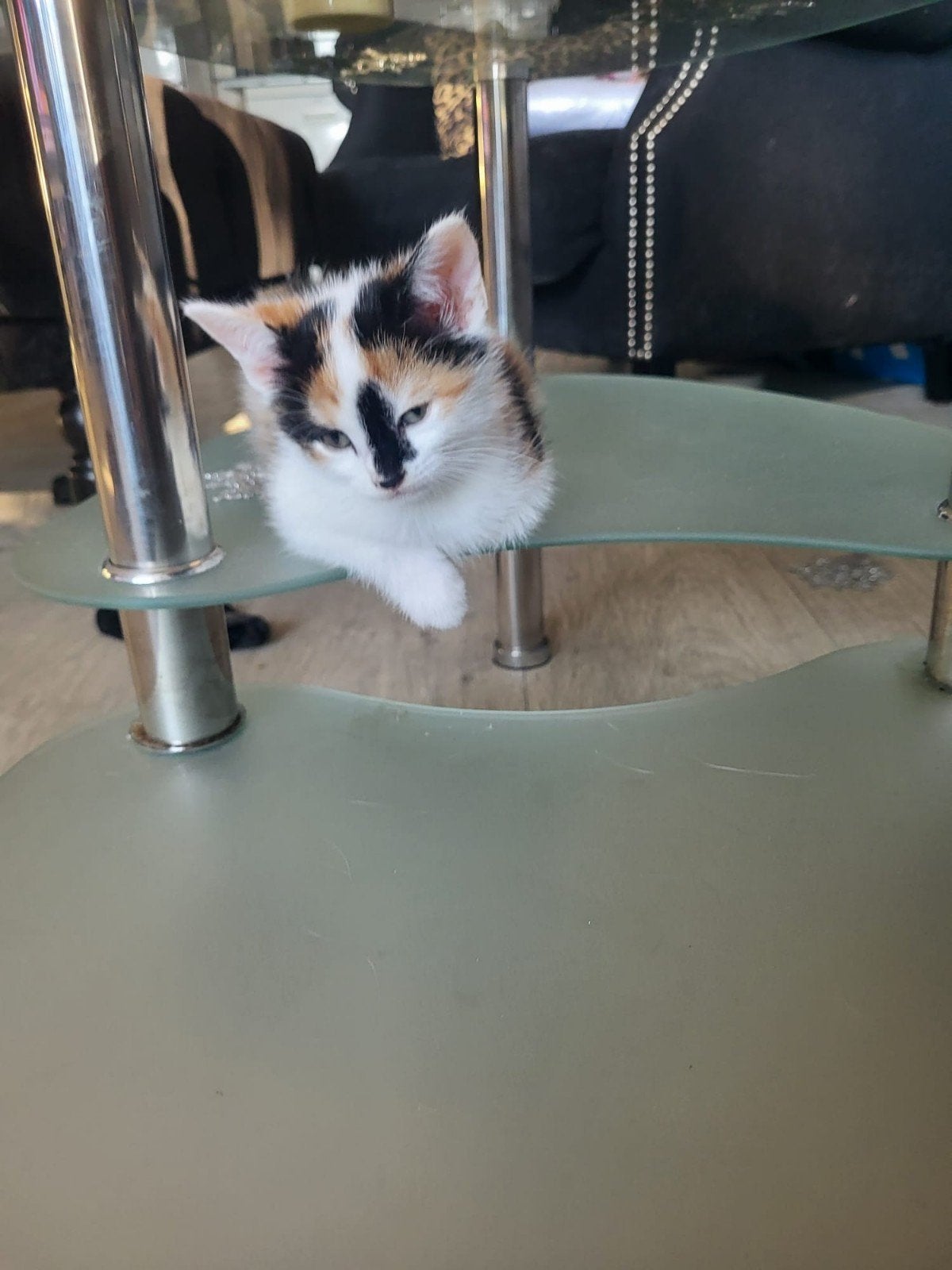 Minoes zoekt een nieuw huisje, Poes, Kortharig, 3 tot 5 jaar