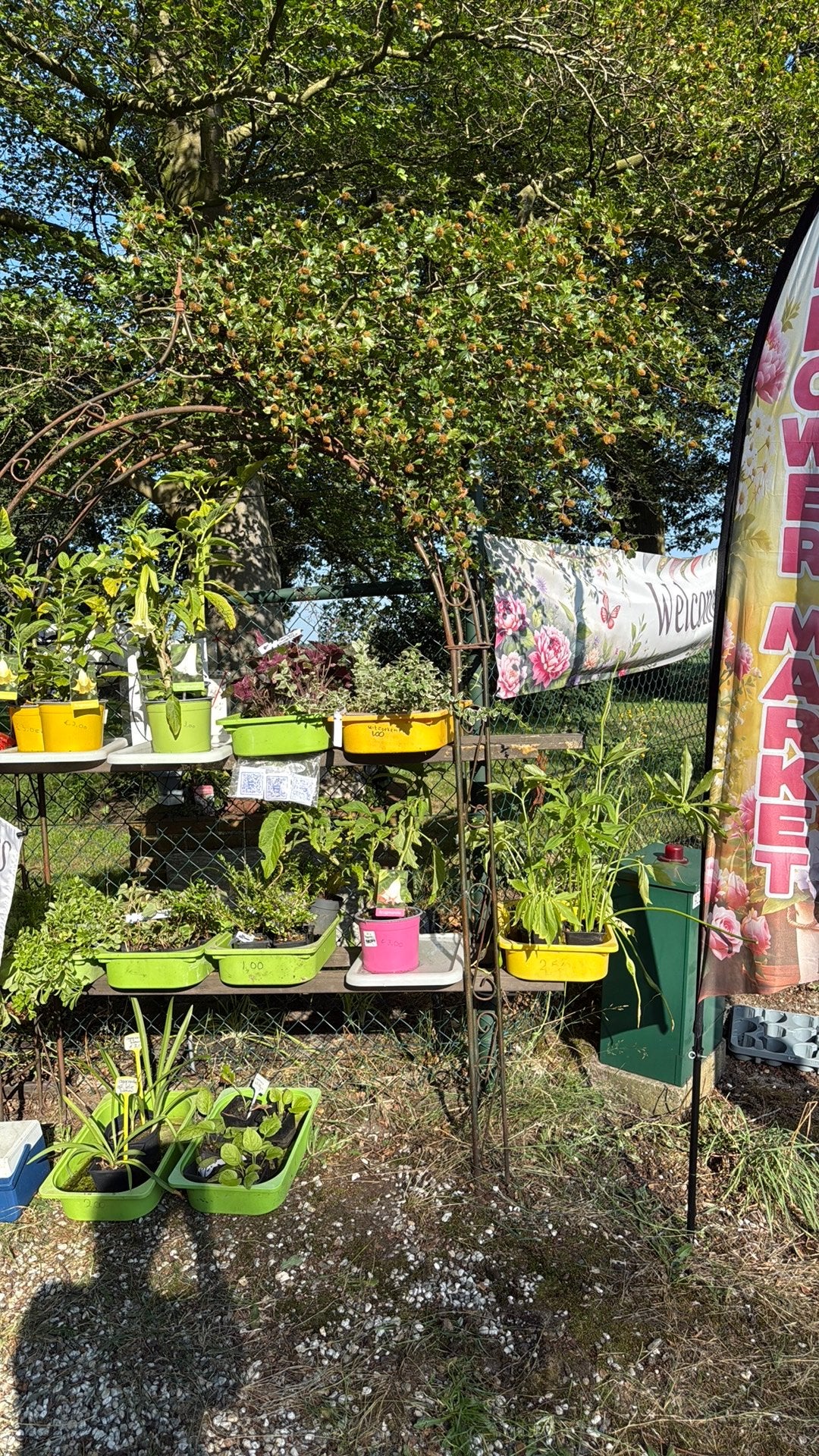 Diverse planten voor kleine prijsjes, Ophalen, Overige soorten, Volle zon