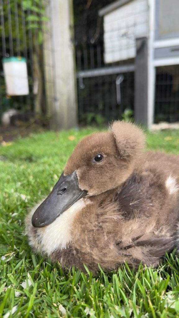 GEZOCHT! Tijdelijk verblijf!, Meerdere dieren, Wildzangvogel, Tam
