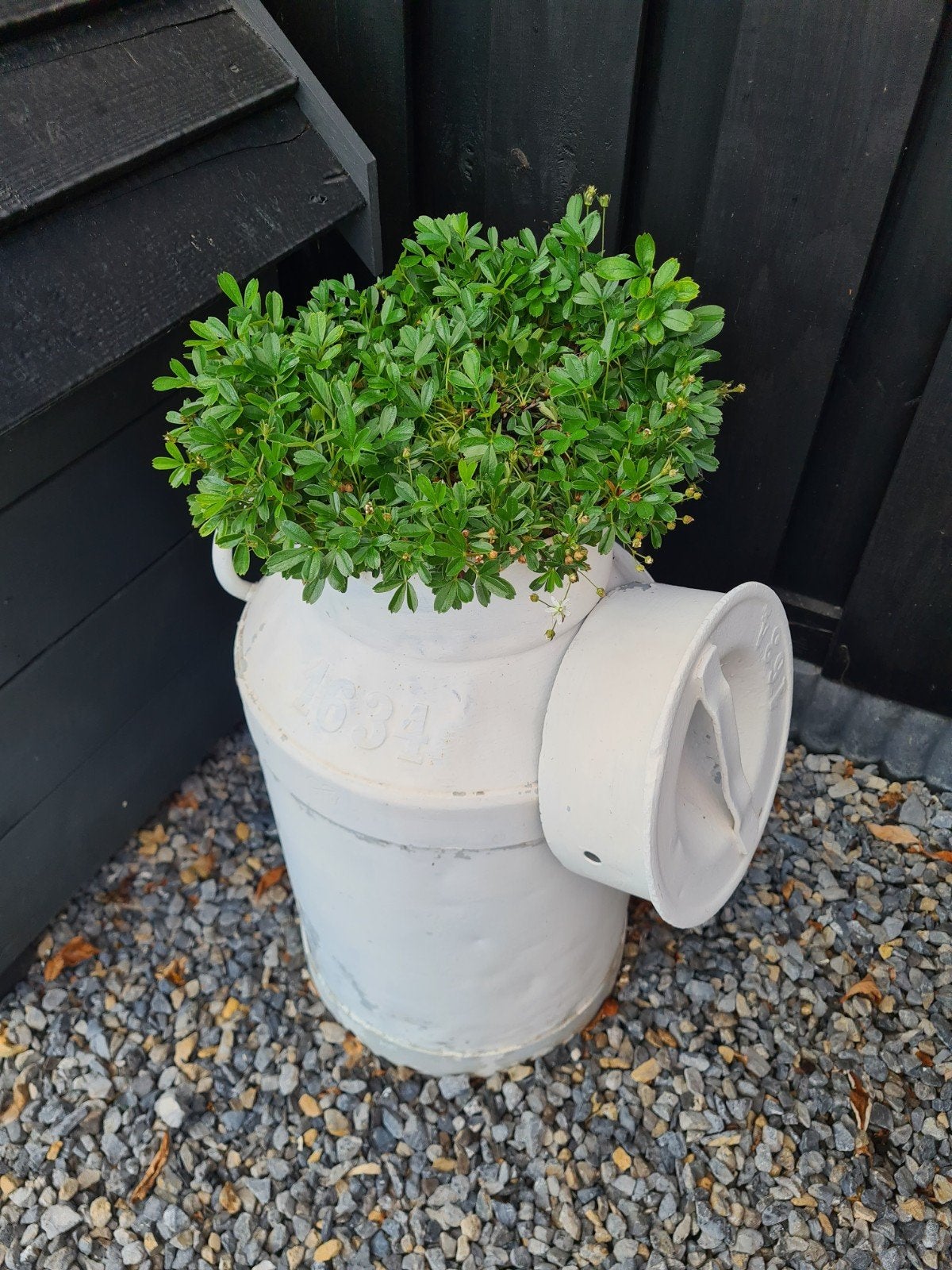 melkbusmooie melk, Ophalen, Rond, Minder dan 30 cm