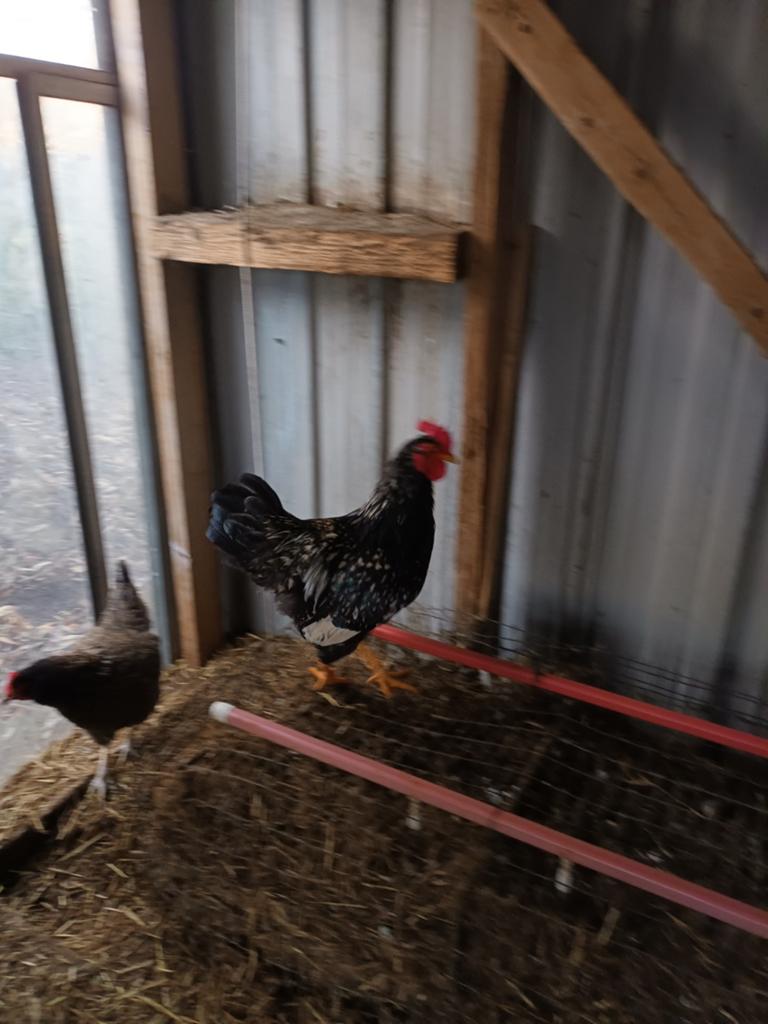 Barnevelder haan, Dieren en Toebehoren, Mannelijk, Kip
