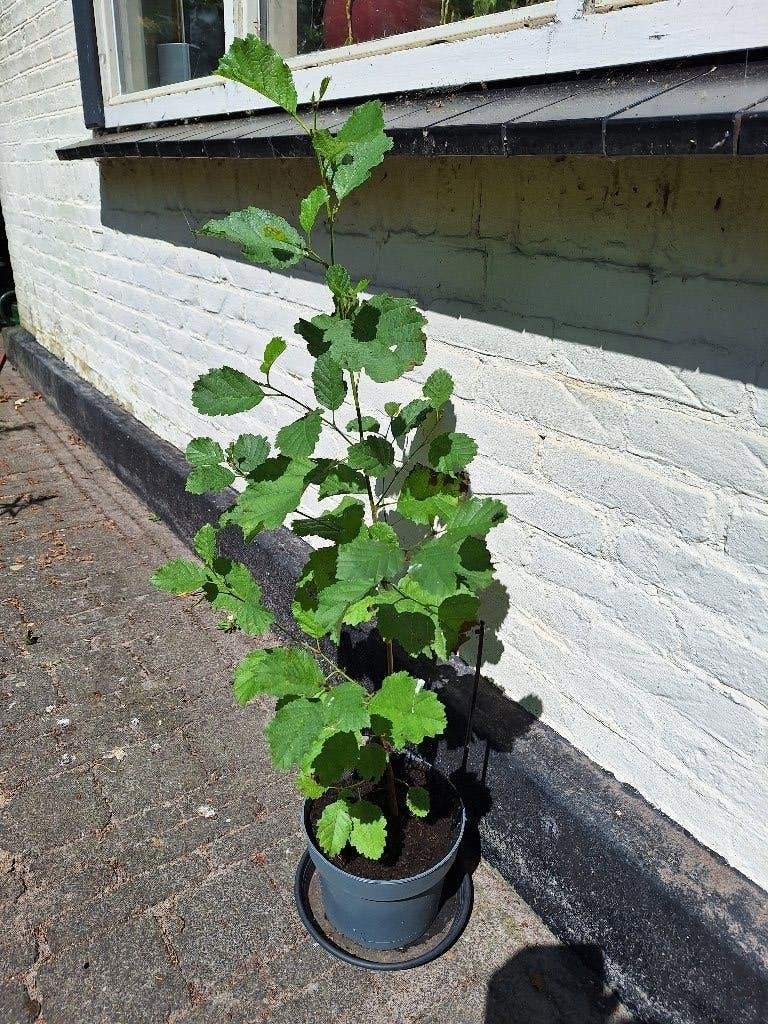Boompje Els of Klimop 5 x, Overige soorten, Minder dan 100 cm, Zomer, Ophalen