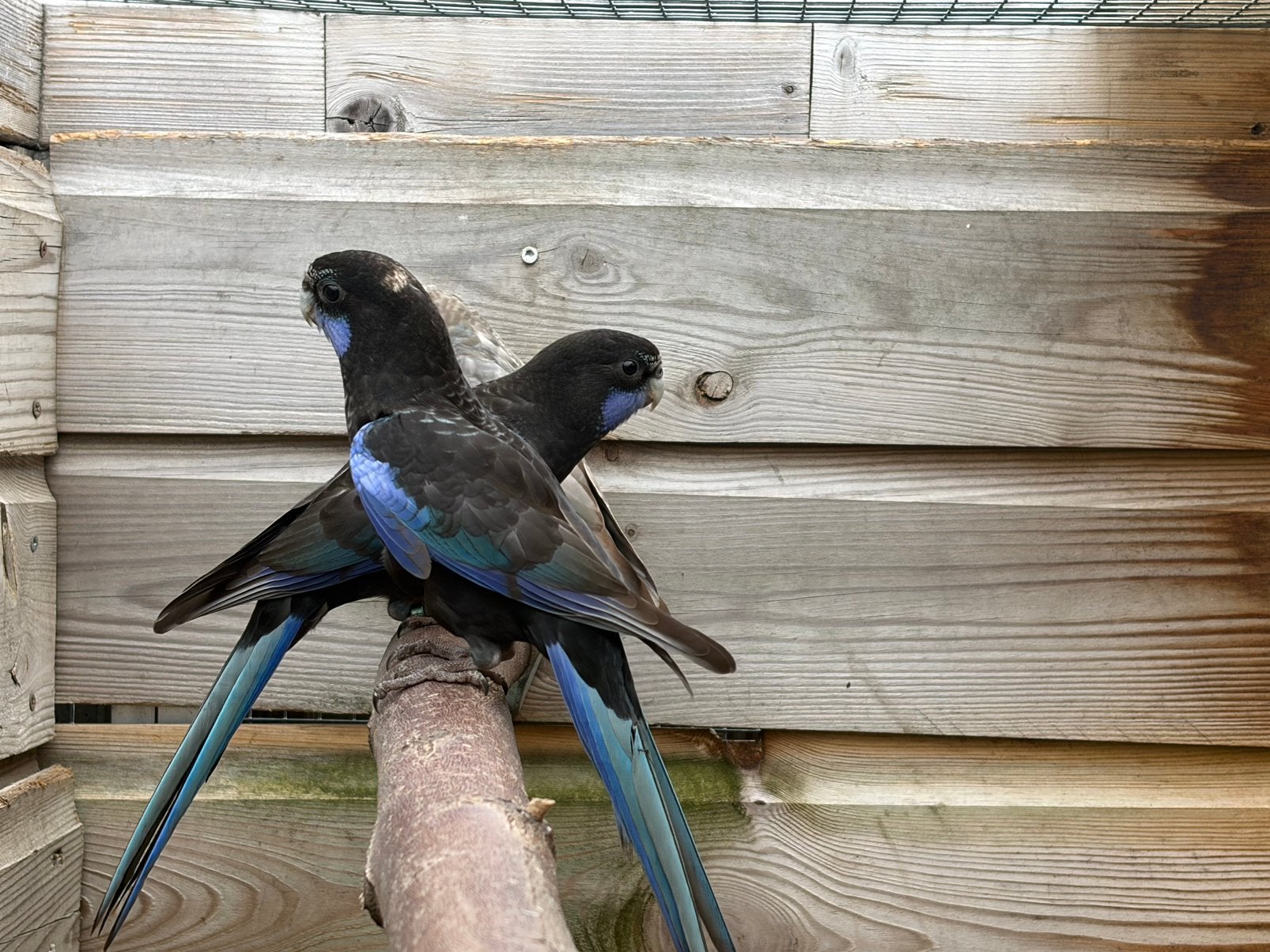 Mooie jonge Rosella man van dit jaar., Dieren en Toebehoren, Vogels | Parkieten en Papegaaien, Mannelijk, Parkiet, Geringd