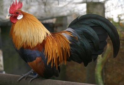 Hollandse kriel, patrijs kuikens, Meerdere dieren, Kip