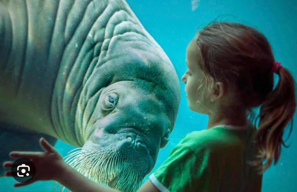 Dolfinarium tickets 2 stuks, Tickets en Kaartjes, Twee personen