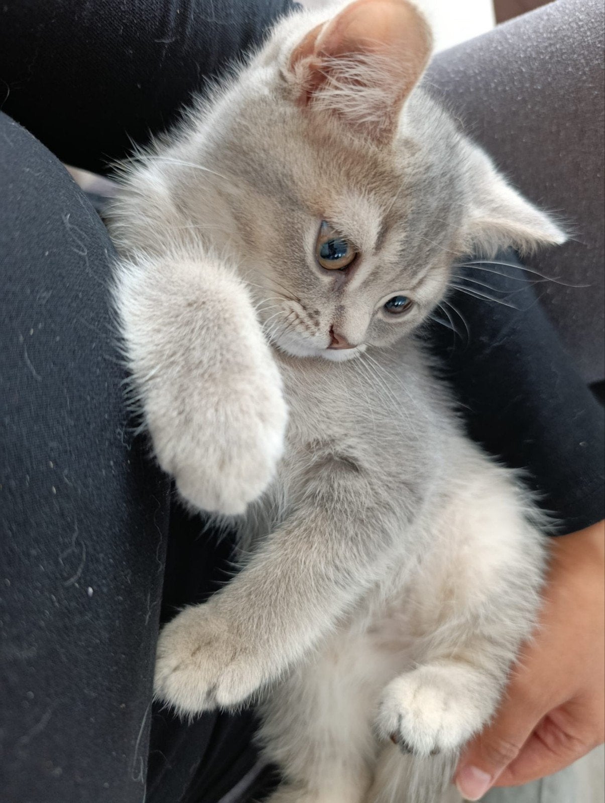 🐾 Britse Korthaar kitten🏡Liefdevol thuis gezocht, Meerdere dieren