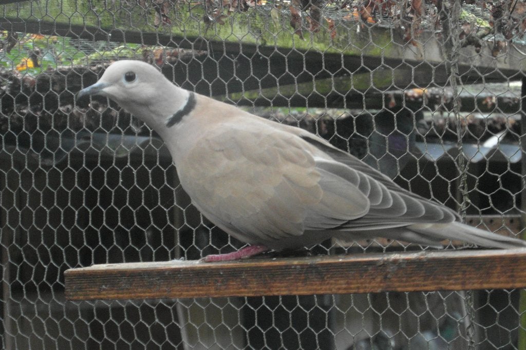 Tortelduif  gezocht vrouwtje, Vrouwelijk, Tortelduif