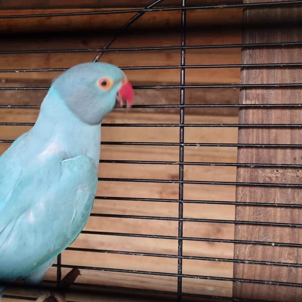 Koppel te koop papegaaien, Dieren en Toebehoren, Vogels | Parkieten en Papegaaien