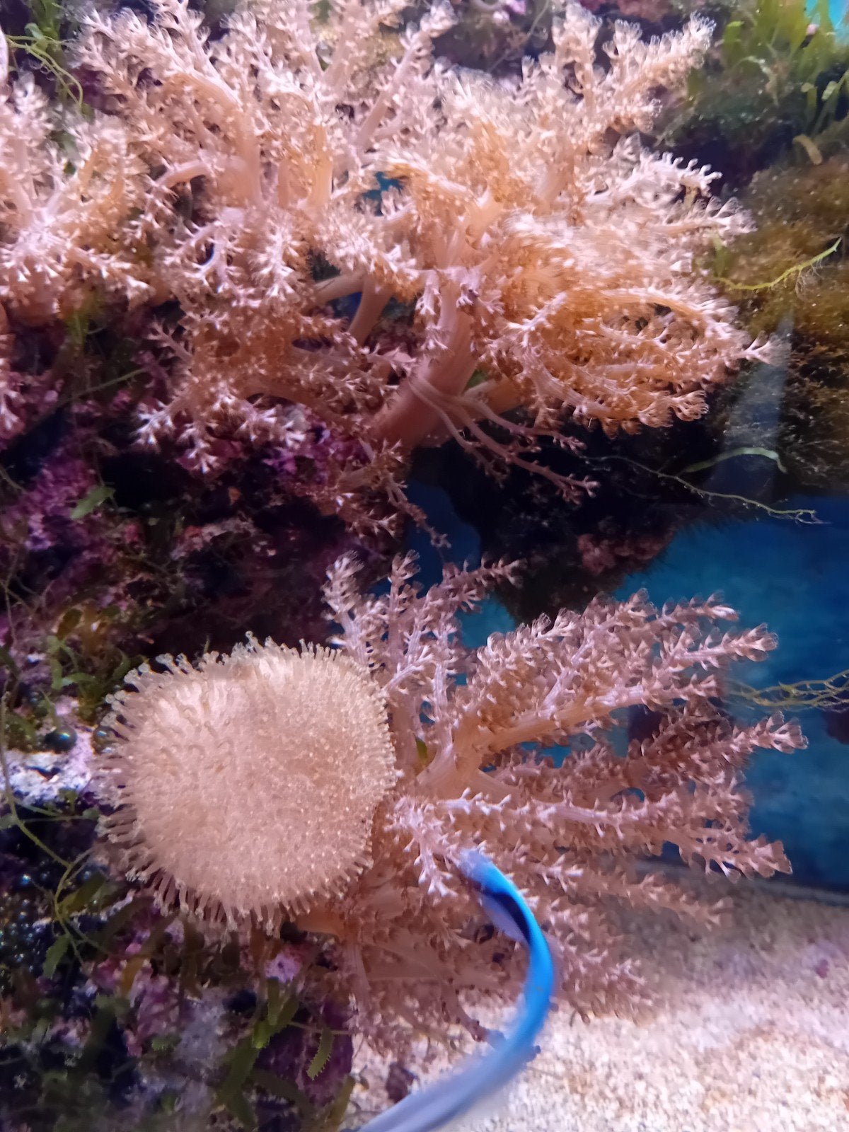 Leders keniaboom en paddestoel zeeaquarium, Dieren en Toebehoren, Vis