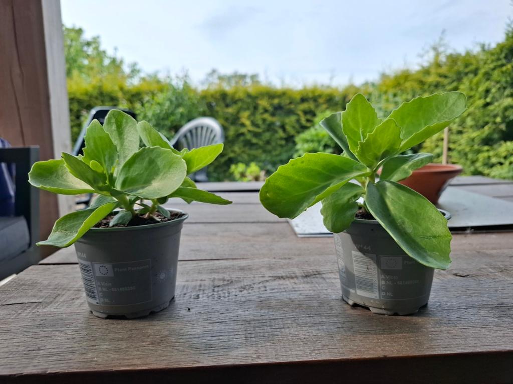 Sedum spectabile plantjes, Volle zon, Vaste plant, Zomer, Ophalen