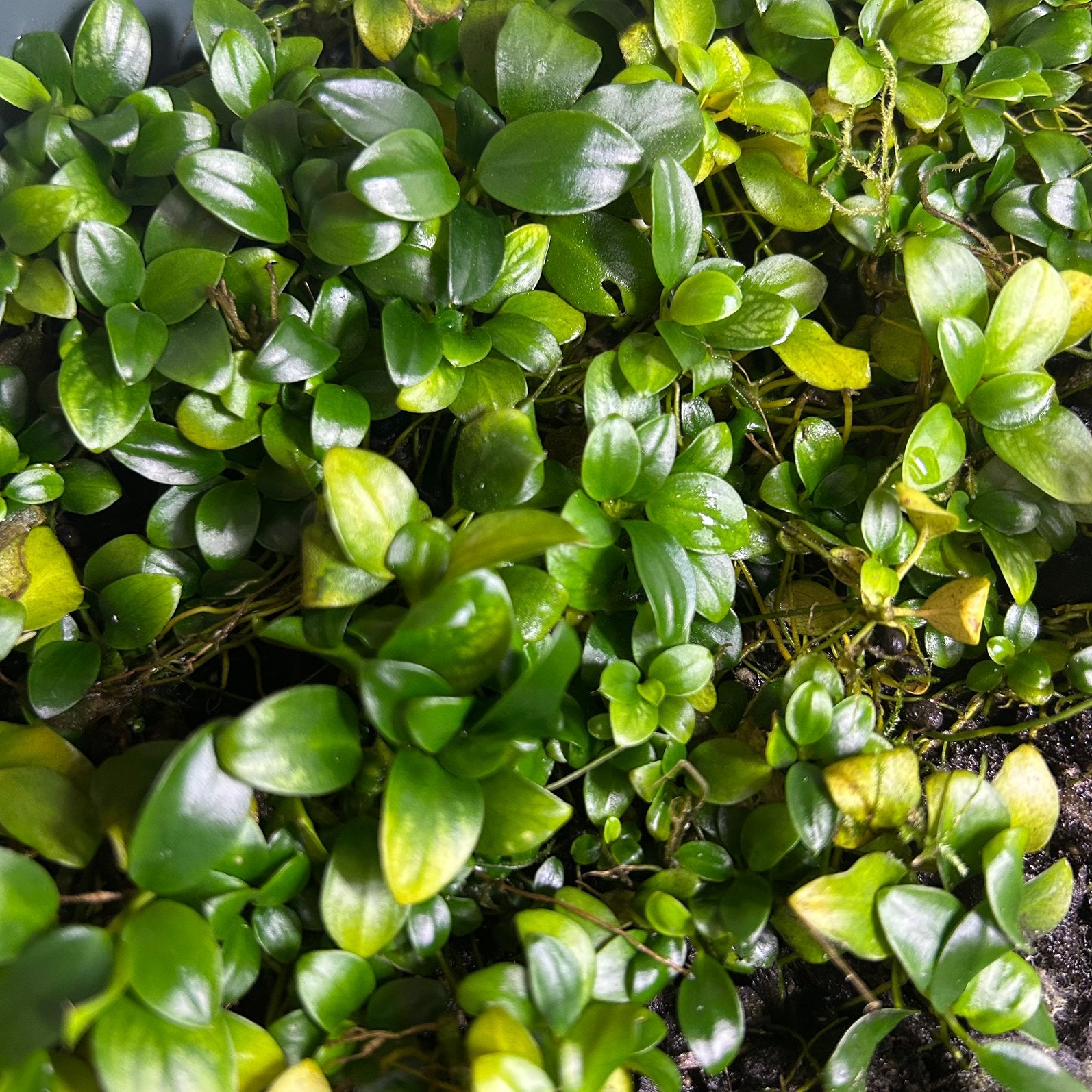 Anubias 'Petite' uit eigen kweek, Dieren en Toebehoren, Ophalen of Verzenden, Nieuw, Plant(en), Steen of Hout