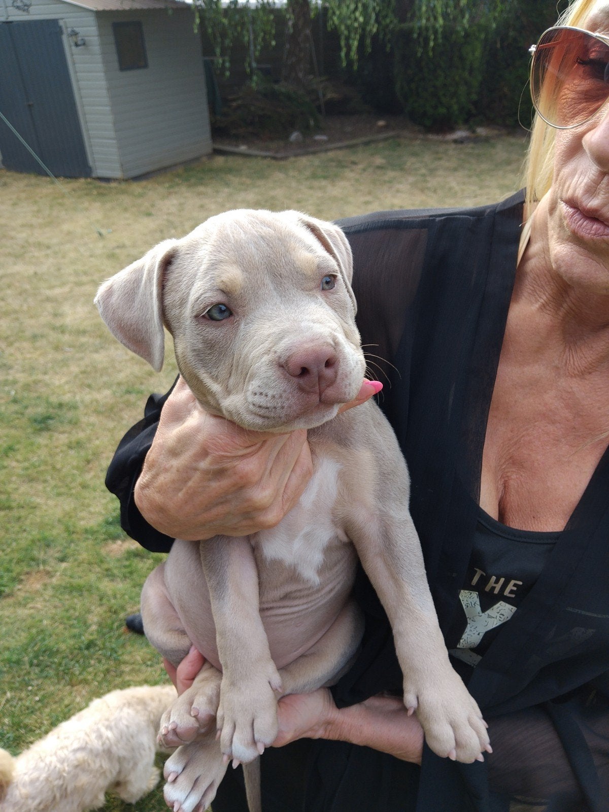 american bully tri color merle, Parvo, 8 tot 15 weken, Teef, Eén hond
