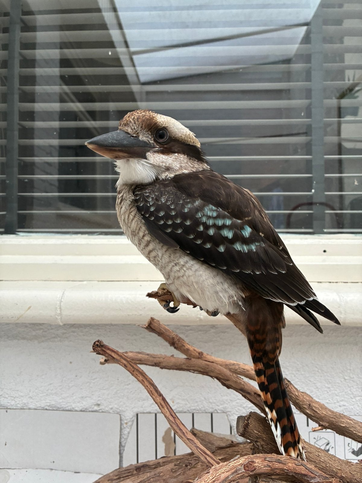 Kookaburra, Geslacht onbekend, Tropenvogel, Geringd