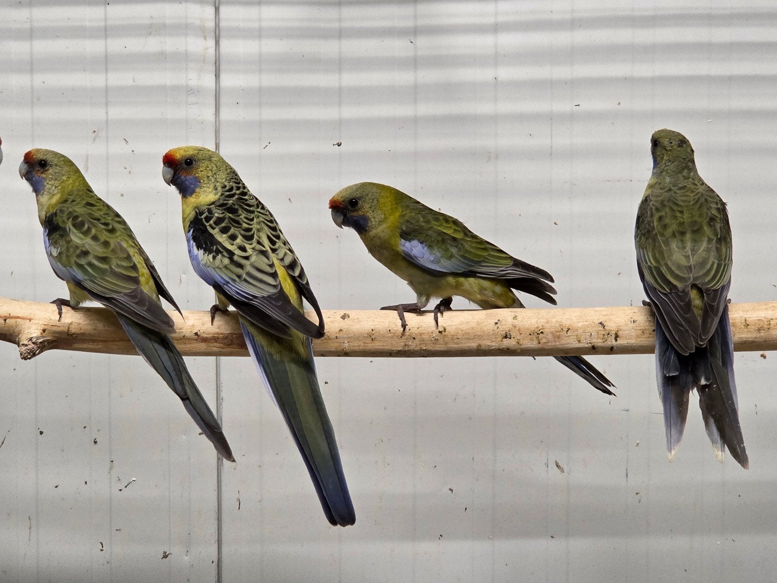 Diverse vogels aangeboden, Meerdere dieren, Parkiet