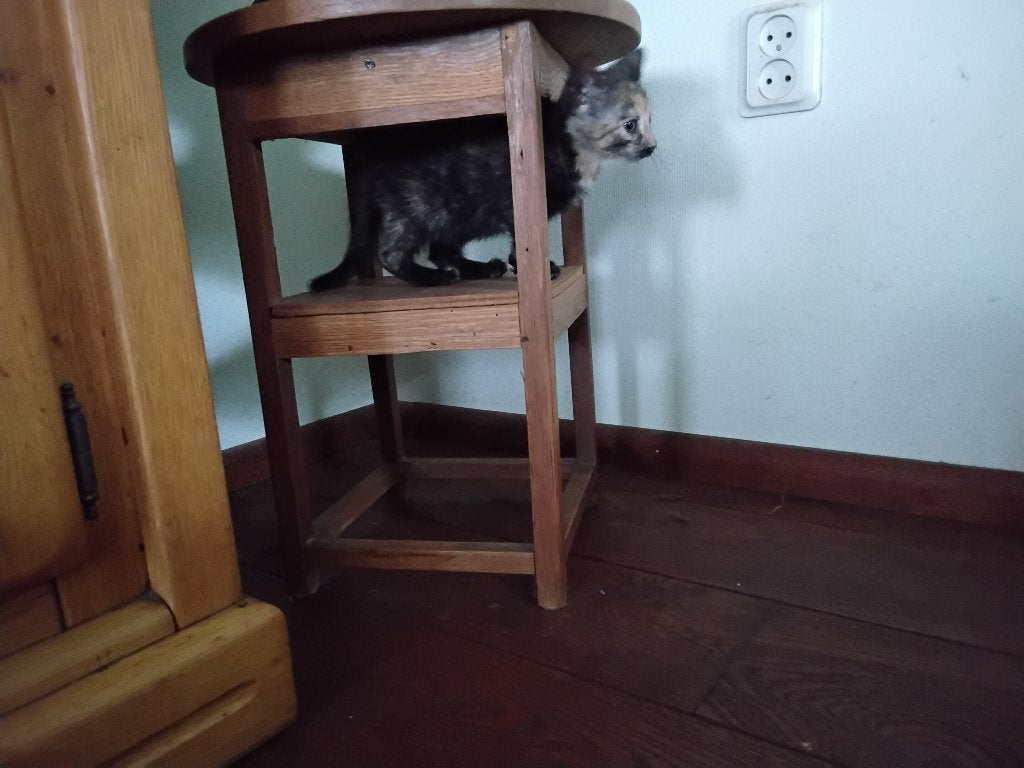 Leuke kittens, Poes, Kortharig, 0 tot 2 jaar