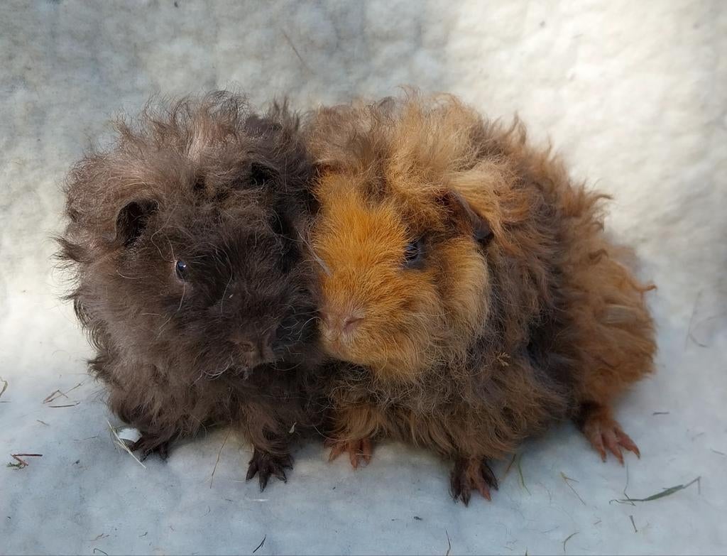 Lunkarya beertjes, Dieren en Toebehoren, Knaagdieren, Mannelijk, Cavia, Maart, Tam