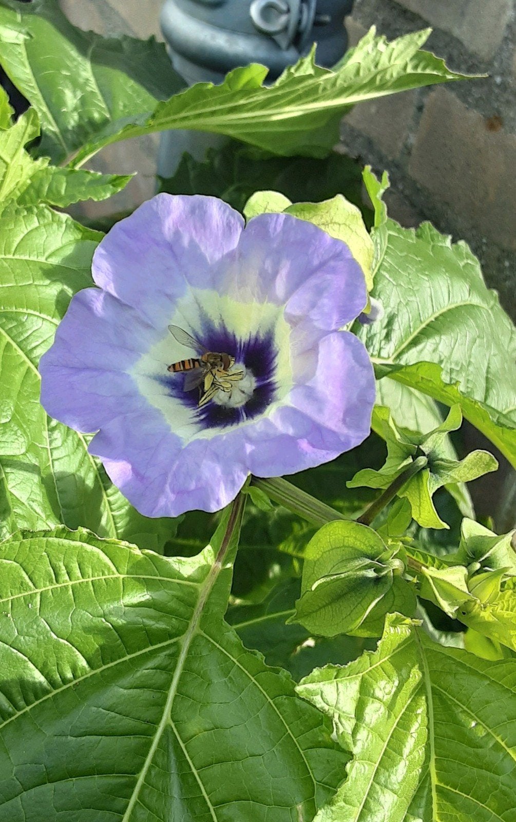 Zaden Nicandra 'Maxima' (zegekruid), Tuin en Terras, Ophalen of Verzenden, Zaad