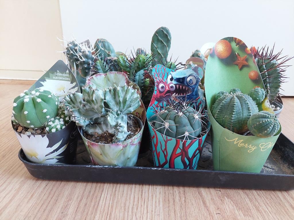 Kleine speciale Cactussen H: 9 - 18 cm. Ø 7 cm 3 voor € 10,-, Huis en Inrichting, Kamerplanten, Ophalen, Cactus, Minder dan 100 cm
