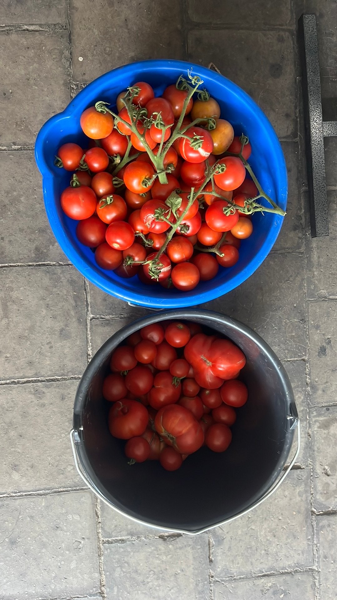 Tomaten, Ophalen