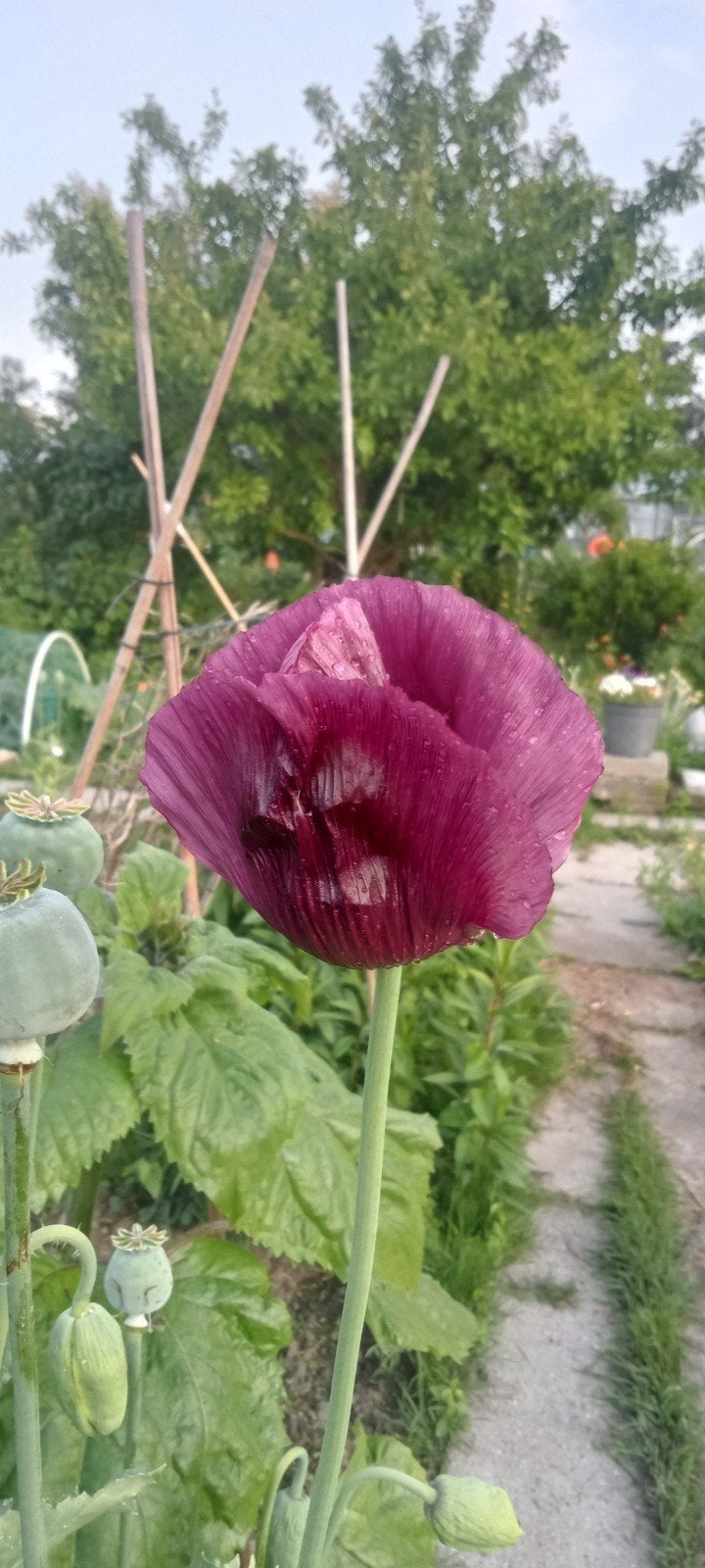Papaver somniferum - Slaapbol 'paars' zaden, Ophalen of Verzenden, Voorjaar, Volle zon, Zaad