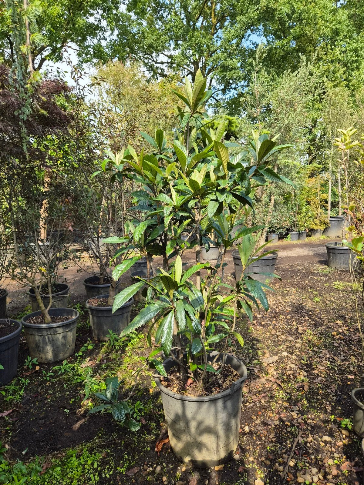 Eriobotrya japonica (Japanse Wolmispel) in pot, Herfst, Overige soorten, 100 tot 250 cm, Ophalen