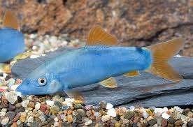 Botia modesta - Blauwe botia - Koidream Valburg, Vis, Zoetwatervis