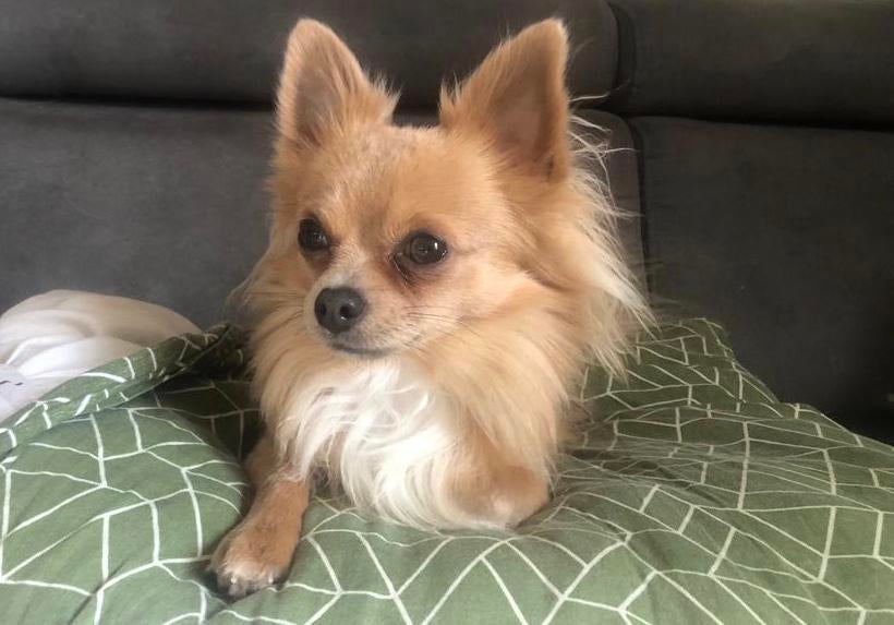 Dekreu lilac Chihuahua., Parvo, Reu, Eén hond, 3 tot 5 jaar
