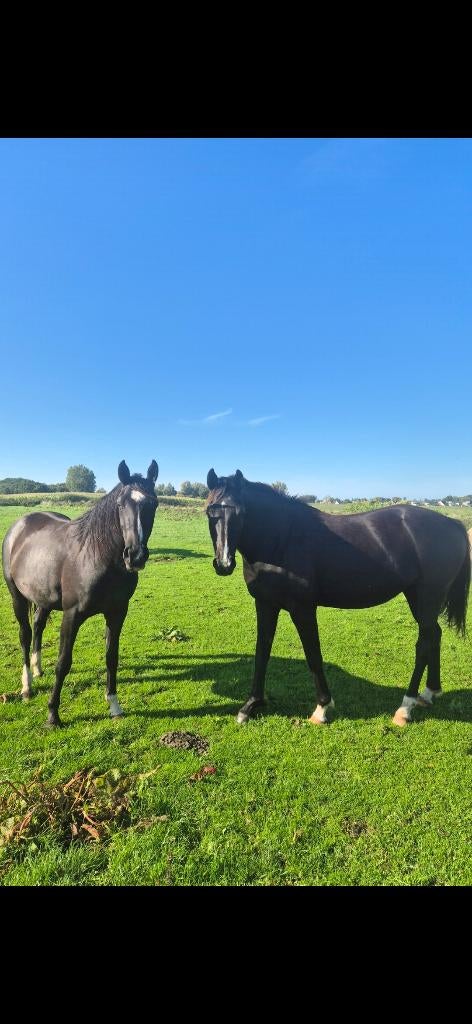 Mooie 4 jarige zwarte merrie v. For Ferrero, Dieren en Toebehoren, Paarden, Merrie, Met stamboom, Dressuurpaard, 3 tot 6 jaar