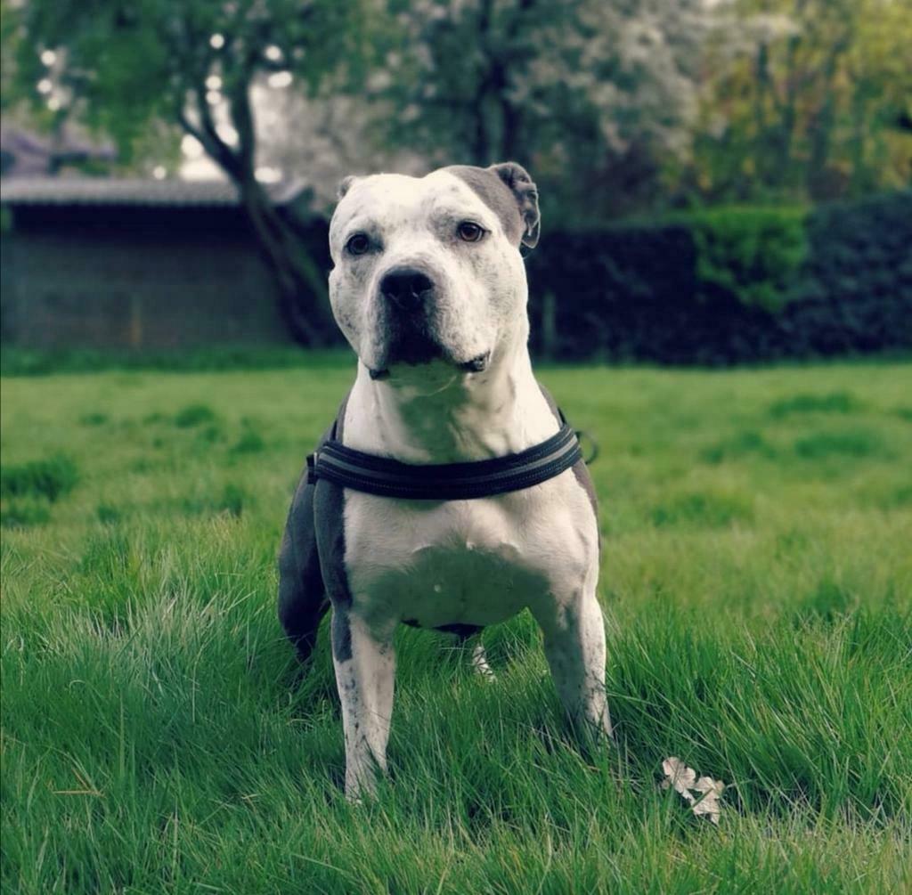 Ter dekking Amerikaanse stafford x pitbull, 6 jaar of ouder, Reu, Eén hond, Nederland
